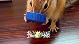 小松鼠有手可以端着瓶盖喝！