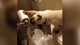 小猫咪真会享受，趴在玩具车上，看着就很舒服！