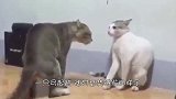 2只猫打架，速战速决，拳拳到肉打得啪啪响！