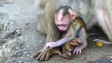小猴子刚出生就舔妈妈的身体找吃的，感觉它很饿了，太可爱了！