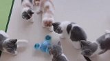 一群猫咪总有一个聪明会玩的