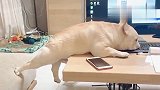 斗牛犬这尴尬的腿长，让它卡在缝隙不能动了
