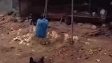 绵羊猛撞塑料桶，主人惊恐躲避赞叹攻击力超强