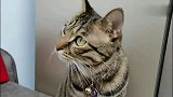 狸花猫：捉知了是需要耐心的，不信你看
