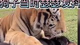 这玩意怎么越舔越香呢