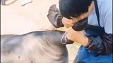 你们那边也是这样吗,有见过吗