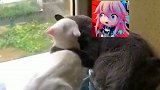 冷冷的猫粮往嘴里胡乱的塞
