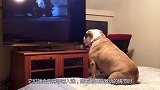 狗狗正看着电脑，铲屎官使坏把电脑挪走，接下来忍住别笑！