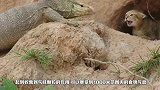 为了增加动物园流量，用活兔喂养科莫多巨蜥，游客：再也不去了