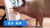 猪界毕加索靠画画赚45万，养活整个农场的动物