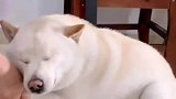 完美诠释什么叫翻脸比翻书还快，狗子，伸手不打笑脸狗嘛
