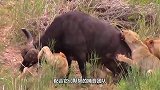 几头狮子趴地上疯刨疣猪家门，本想饱餐一顿，没想到意外发生了