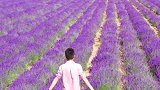 唯美、浪漫的薰衣草，可惜只有我一个人，感受更多的是失落