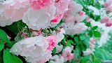 下雨天出门偶遇美美的花儿