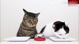 猫咪是如何优雅要吃的？左边的猫不能用左爪拍铃吗？看得好着急！
