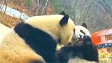 熊猫吃饭不能吃太慢，最后一根胡萝卜，还没进嘴就被抢走了