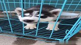 看看我家二哈纯不纯！