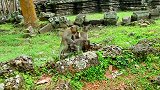 两只小猴子玩亲亲，那是交流感情吧！