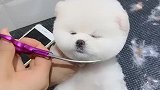 很听话的，一动不动