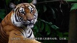 男子为测试自家老虎，把手伸进虎口里，老虎又舔又咬特别开心