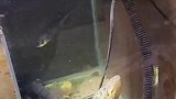 用的是哪款气泵？直接氧气爆表了