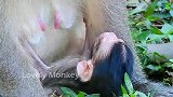 可爱的小猴喝奶，猴妈妈帮他擦尾巴，这画面真的好和谐！