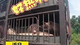 二师兄高速上热得干嚎，消防员帮其冲凉降温