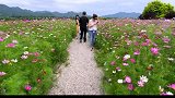 北京现千亩花海，太美了，犹如梦境
