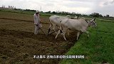 常见牛耕地，骆驼耕地第一次见！起步的一瞬间画面简直不要太美