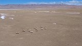 羌塘无人区常见的藏羚羊