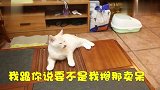 小猫和哈士奇打起来了，回到家后一番叙述，两只都很能吹啊！