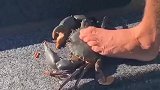 朋友现场教学如何给螃蟹五花大绑，方法我给100分