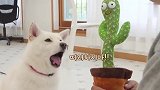 铲屎官买了个会动的仙人掌，柴犬看到后，接下来忍住别笑