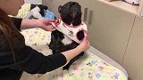 乖乖穿衣服的斗牛犬，还配合主人伸手，成精了
