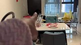 狗狗跑邻居家蹭饭，还坐在人家椅子上