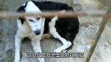 狗狗被抛弃锁在笼子里，眼神空洞毫无希望，被救出时毫无反应