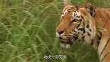 老虎一旦灭绝了，后果究竟有多严重？新疆惨痛的教训至今难忘