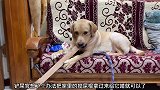 狗狗家里没有骨头给它啃，就拿出来一根木头让它啃