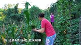 桃子姐叮嘱妈妈在家照顾好儿女，烙一盘韭菜饼，软糯香嫩，真解馋