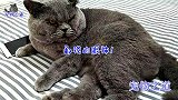小主人戴上面具后，公猫的反应很好玩：不喜欢绿色的，没有之一