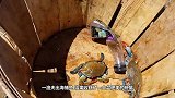 渔夫抓到一只大螃蟹，手指轻轻一按，整个外壳瞬间陷进去