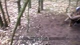 野马被铁丝困住行走困难，当男子剪断铁丝后，下一秒让人感动！
