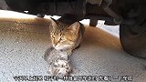 小猫都不会动了，猫妈妈还不离不弃守护在它身旁