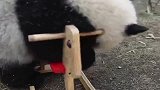 大熊猫玩木马翻车现场，结果起不来了哈哈哈