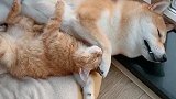 狗子和小猫一起睡觉，画面真温馨，太温暖了
