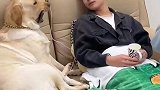 打着针还要工作，对狗子好一点吧