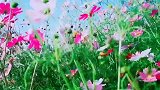 听说看见格桑花并且点赞的人都会有好运。