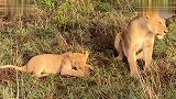 狮子妈妈为锻炼幼崽，让小狮子一人去抓猎物，就是可怜了小鹿