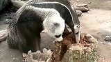 这是个什么动物