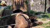 熊猫宝宝太妃糖脏到不行，还去妈妈身边撒娇，结果被嫌弃